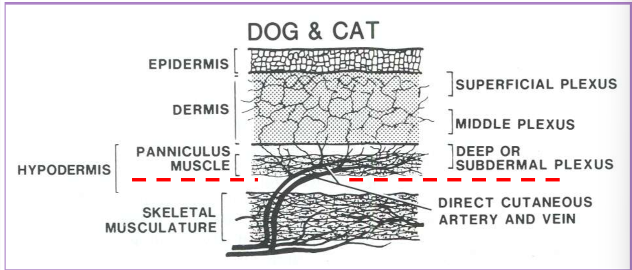 <ul><li><p>tissue trauma </p><ul><li><p>scalpel < scissors < CO2 < electroscalpel </p></li><li><p>skin hooks or suture stays < tissue forceps or repeated tissue manipulation </p></li></ul></li><li><p>to decrease the risk of devascularization </p><ul><li><p>dissect <strong>deep </strong>to the subdermal plexus </p><ul><li><p>under cutaneous muscles or the deep dermal layer </p></li></ul></li></ul></li></ul><p></p>