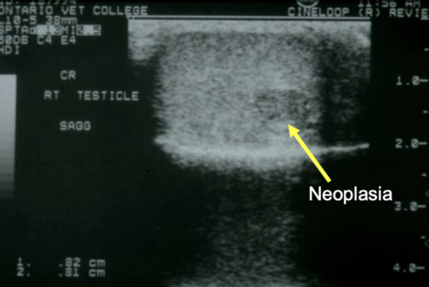 term image
