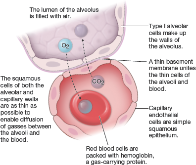 <ol><li><p><strong>Alveolar walls</strong> – very thin to allow gas exchange by simple diffusion.</p></li><li><p><strong>Capillary walls</strong> – closely associated with alveoli.</p></li><li><p><strong>Fused basement membranes</strong> – connect alveolar and capillary walls.<br>Also present in alveoli:</p></li></ol><ul><li><p><strong>Type II cells</strong> – secrete surfactant to reduce surface tension and prevent alveolar collapse.</p></li><li><p><strong>Type III cells</strong> – alveolar macrophages that remove debris and pathogens.</p></li></ul><p></p>