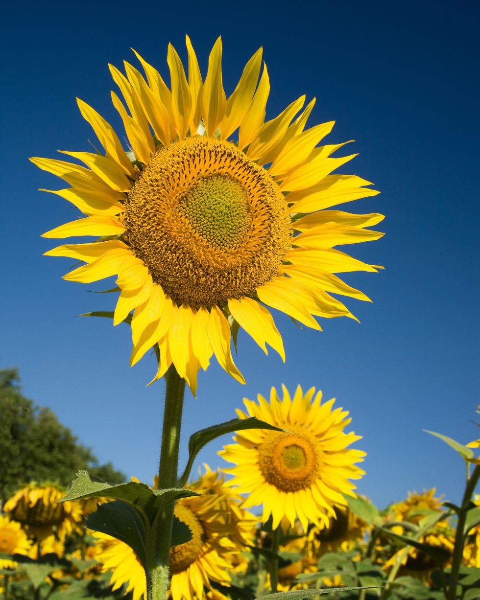 <p><img src="https://upload.wikimedia.org/wikipedia/commons/4/40/Sunflower_sky_backdrop.jpg" alt="Helianthus - Wikipedia"></p>