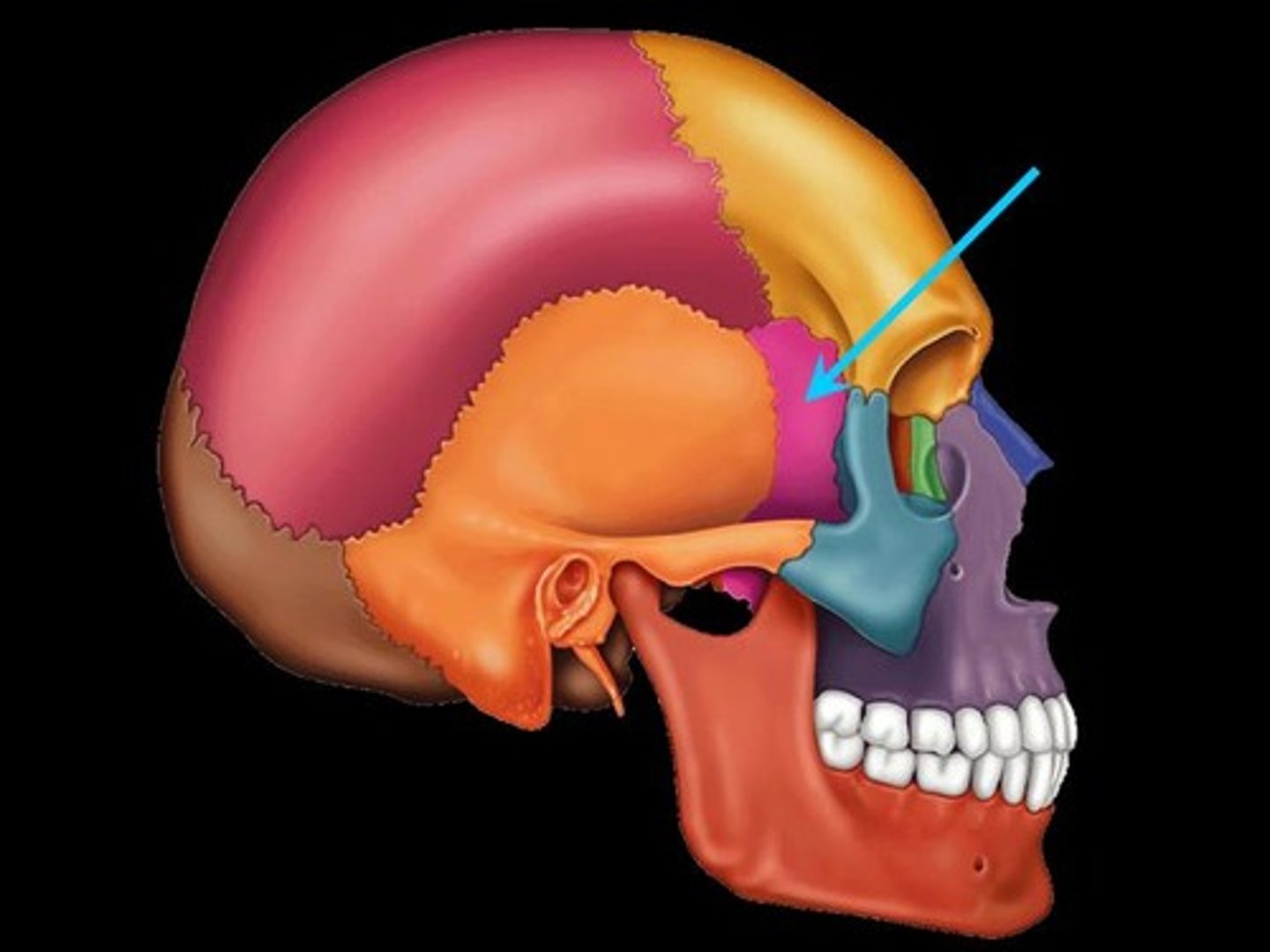 <p>Located at the lateral base of the skull anterior to the temporal bone.</p>