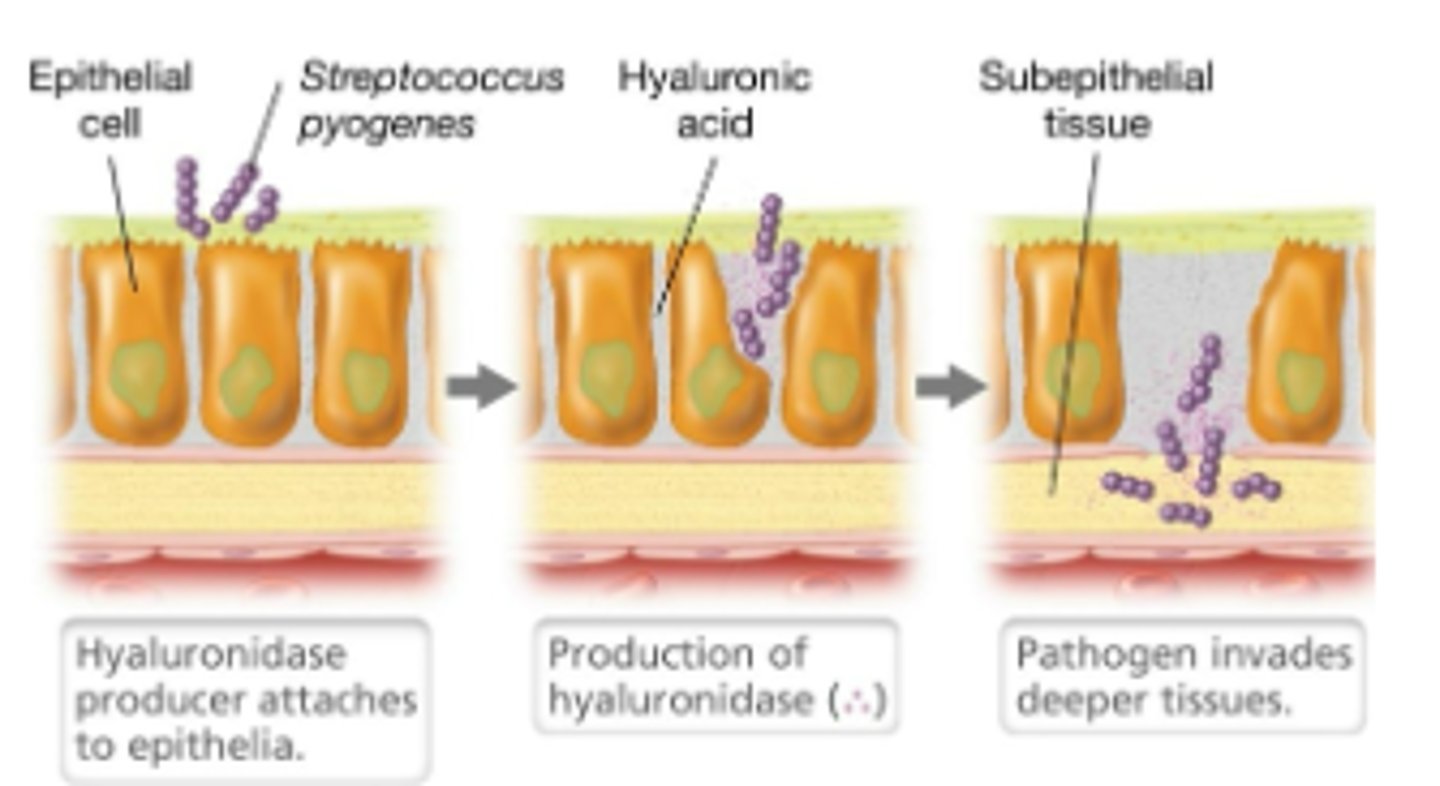 <p>a tissue destroying enzyme that breaks down host tissues</p>