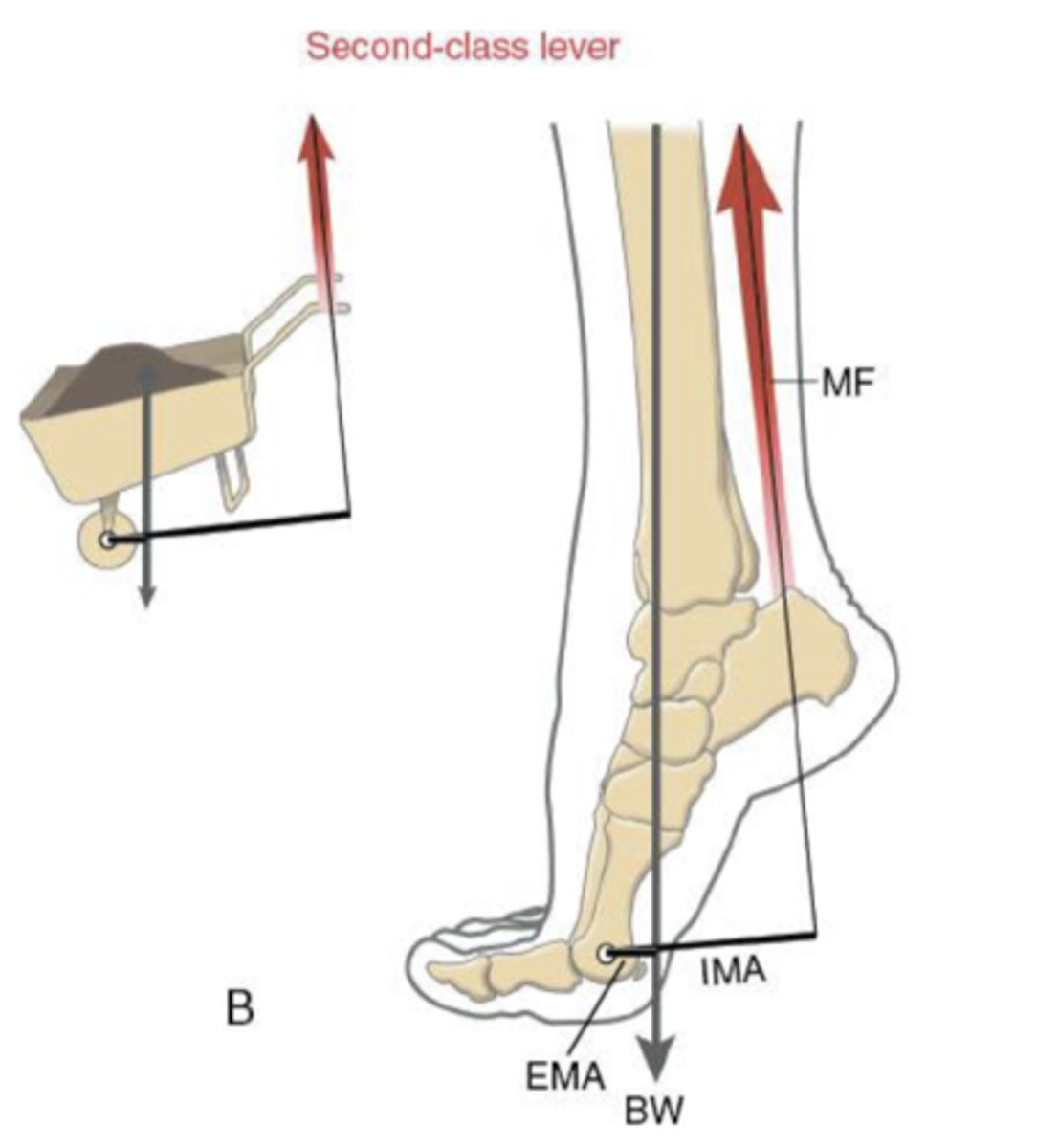 <p>The external force, the effect of gravity, on the system is closer to the axis of rotation than the muscle force</p>