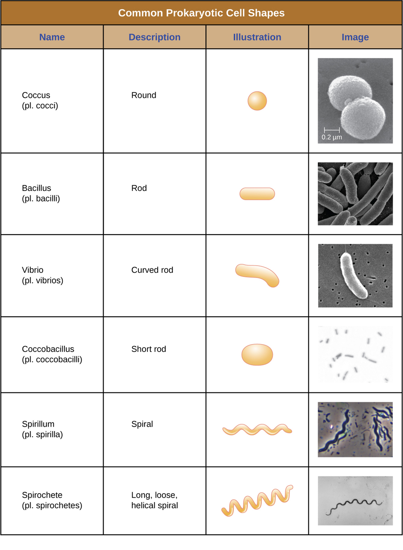 <p>What is <strong>cell morphology</strong>?</p>