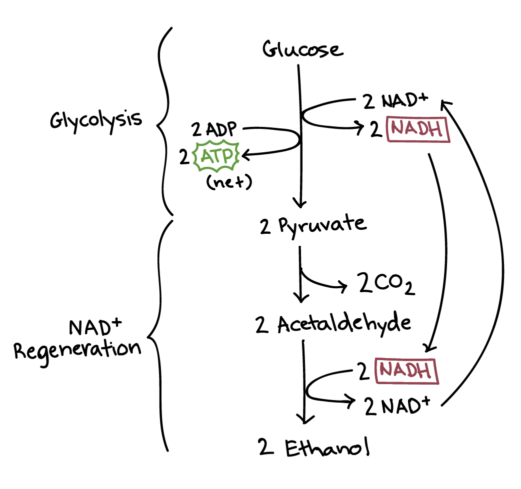 <p><span style="background-color: transparent;"><span>-</span><strong><span>decarboxylation</span></strong><span>= CO2 is removed from pyruvate forming ethanal&nbsp;</span></span></p><p><span style="background-color: transparent;"><span>-</span><strong><span>oxidation </span></strong><span>=NADH is oxidised into NAD releasing hydrogen&nbsp;</span></span></p><p><span style="background-color: transparent;"><span>-</span><strong><span>reduction </span></strong><span>=ethanal is reduced because it accepts the hydrogen forming ethanol</span></span></p><p><span style="background-color: transparent;"><span>-</span><strong><span>regeneration </span></strong><span>= as NAD is regenerated so it can be reused in glycolysis so glycolysis can continue</span></span></p>