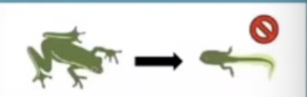 <ul><li><p>hybrids are produced but fail to develop to reproductive maturity </p></li><li><p>certain types of frogs form hybrid tadpoles that die before they become a frog</p></li></ul>