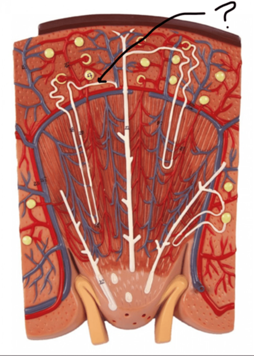 <p>Name this segment</p>