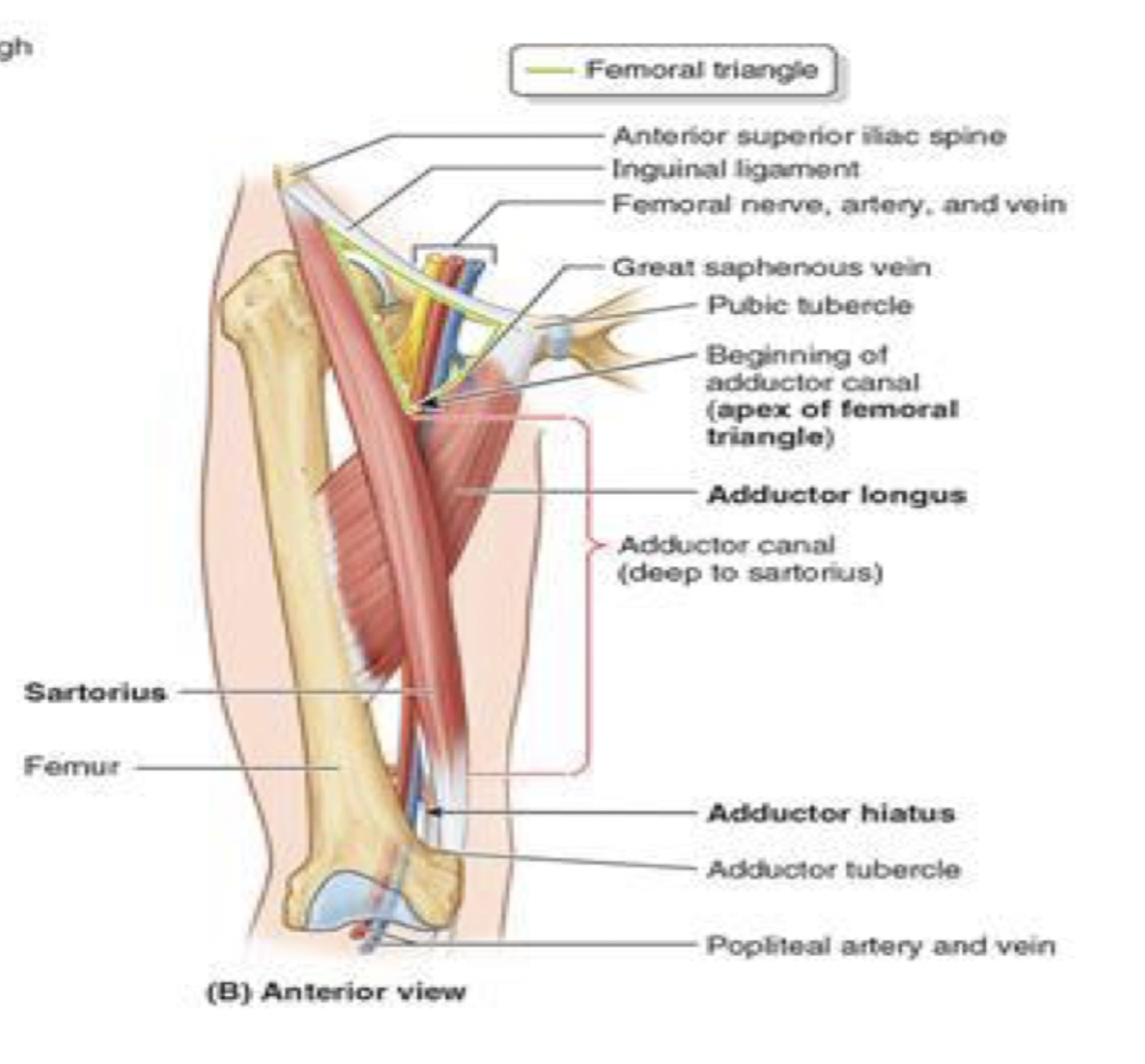 <ul><li><p>passageway for femoral artery and vein to be delivered down to the popliteal fossa</p></li><li><p>start anterior —&gt; ends up going posterior </p><ul><li><p>starts at the apex of femoral triangle</p><ul><li><p>where they are the femoral artery and vein </p></li></ul></li><li><p>roof is sartorius </p></li><li><p>goes underneath down to adductor hiatus </p><ul><li><p>where they become the popliteal artery and vein </p></li></ul></li><li><p>bounded posteriorly by the adductor magnus </p></li></ul></li></ul><p></p>