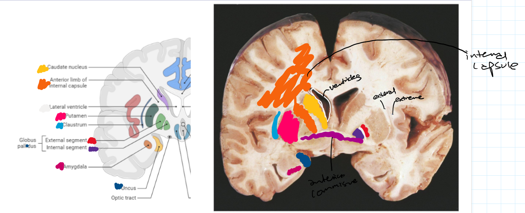 knowt flashcard image