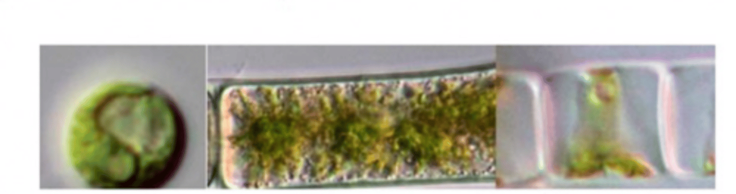 <p>anong shapes to dapat sunod sunod</p>