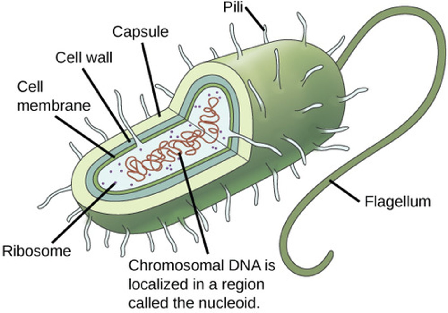 <p>- only in Gram -</p><p>- used in conjugation (DNA transfer)</p>