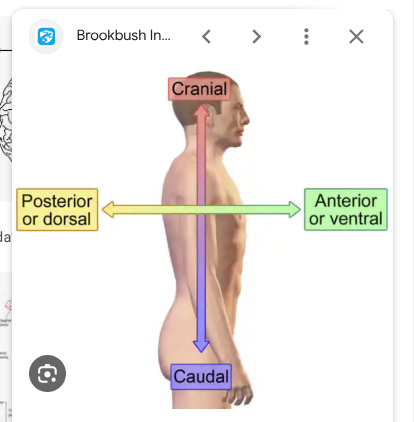 <p>Divides body vertically, creates the anterior or ventral (front) and posterior or dorsal (back) portions</p>