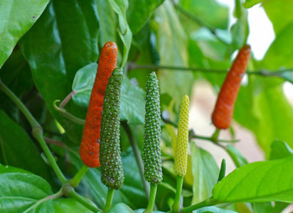 <p>many appearances - all w/ fleshy fruits that grow straight up</p>