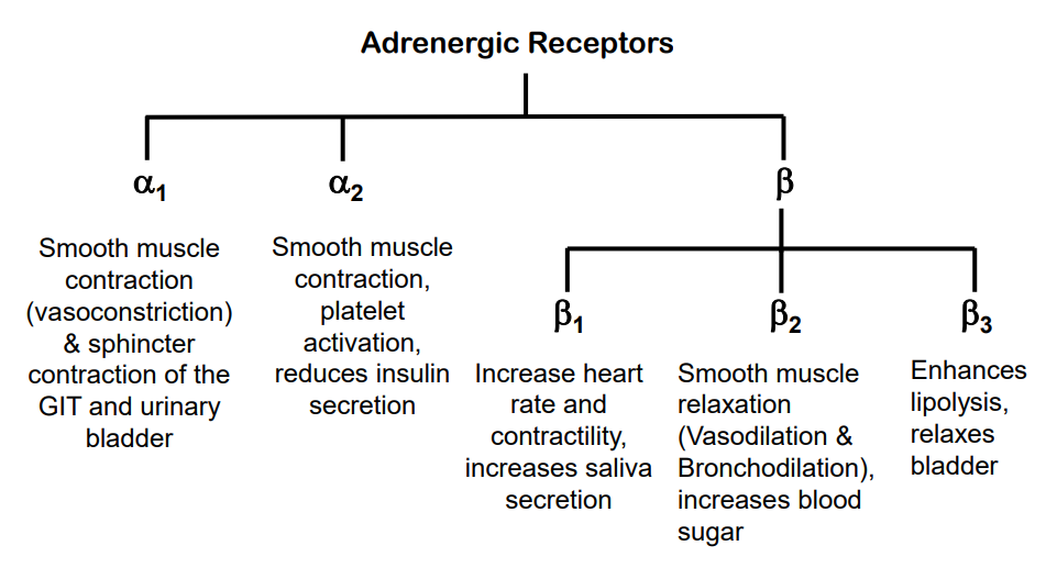 <p>- Adrenergic Receptors:</p><p>- alpha 1 and alpha 2</p><p>- beta 1, beta 2, beta 3</p>