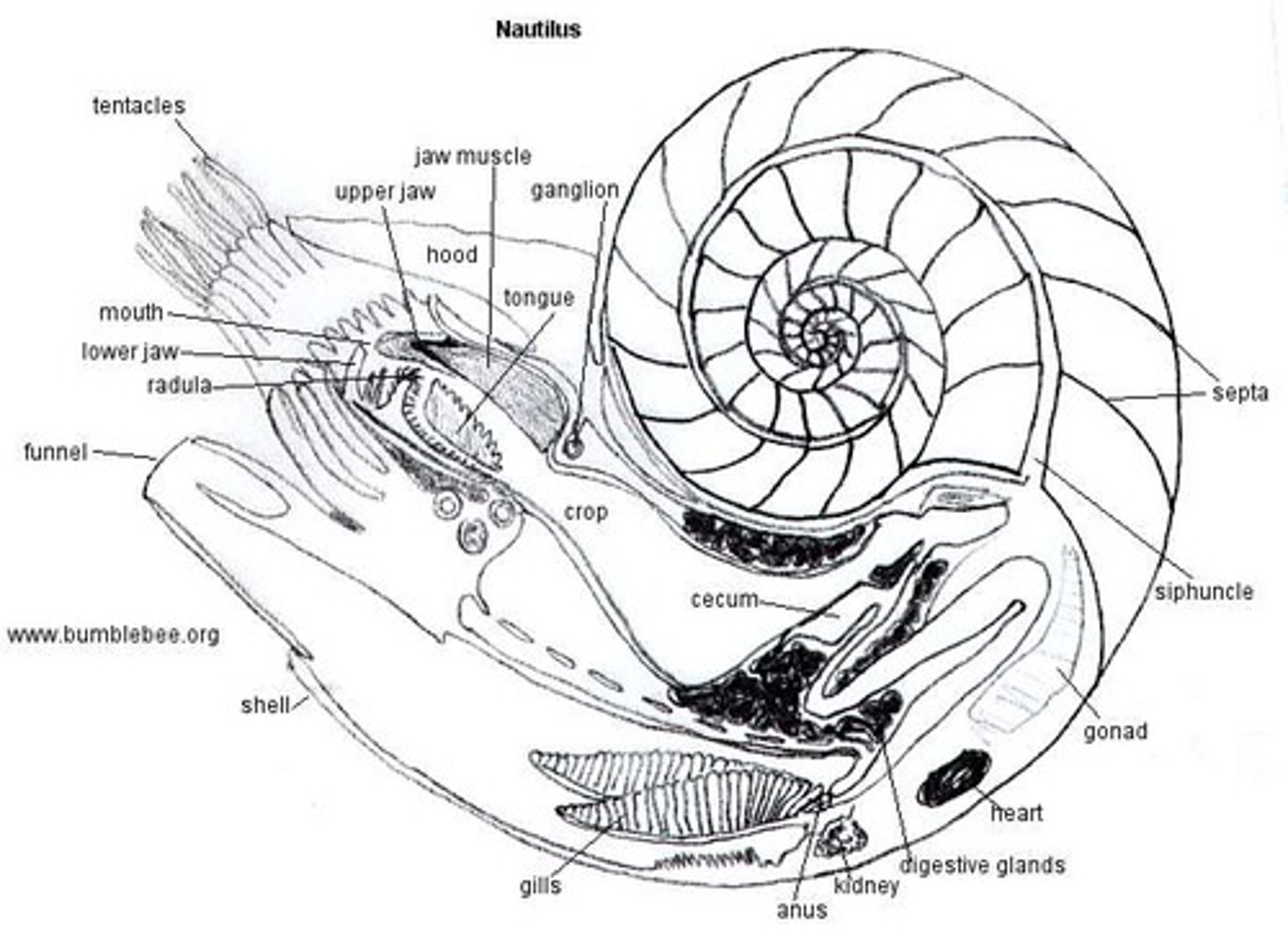 <p>chord of living tissue called Siphuncle</p>