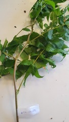 Sorbaria sorbifolia