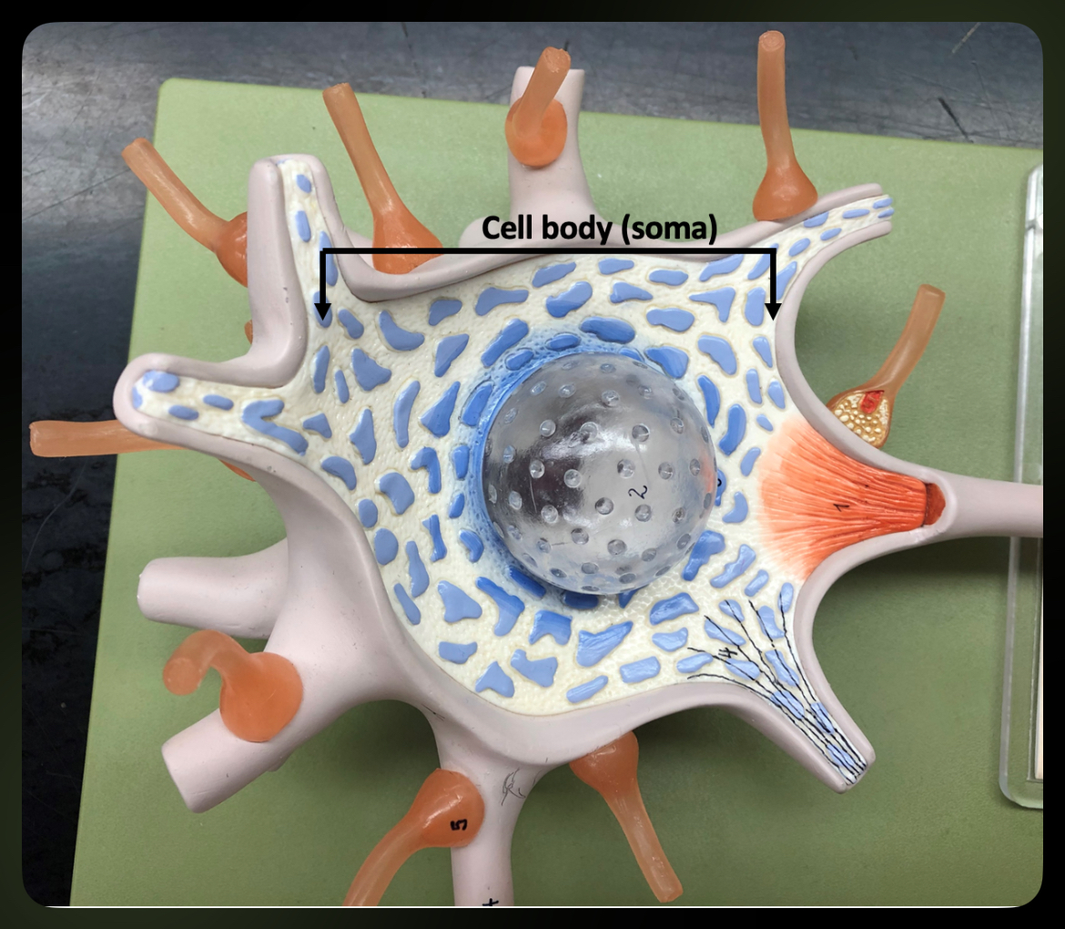 <p>Contains nucleus and organelles; metabolic center of neuron</p>