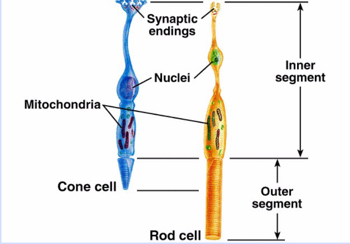 <p>Rods</p>