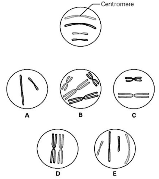 The unlettered circle at the top of the figure above shows a diploid nucleus with four chromosomes that have not yet replicated. There are two pairs of homologous chromosomes, one long and the other short. One haploid set is black, and the other is gray. The circles labeled A-E show various combinations of these chromosomes. What is the correct chromosomal condition for a nucleus at prophase of mitosis?