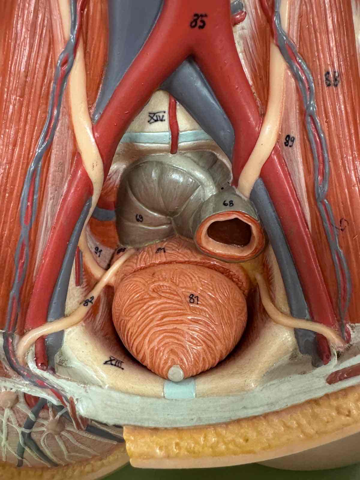 <p>81</p>