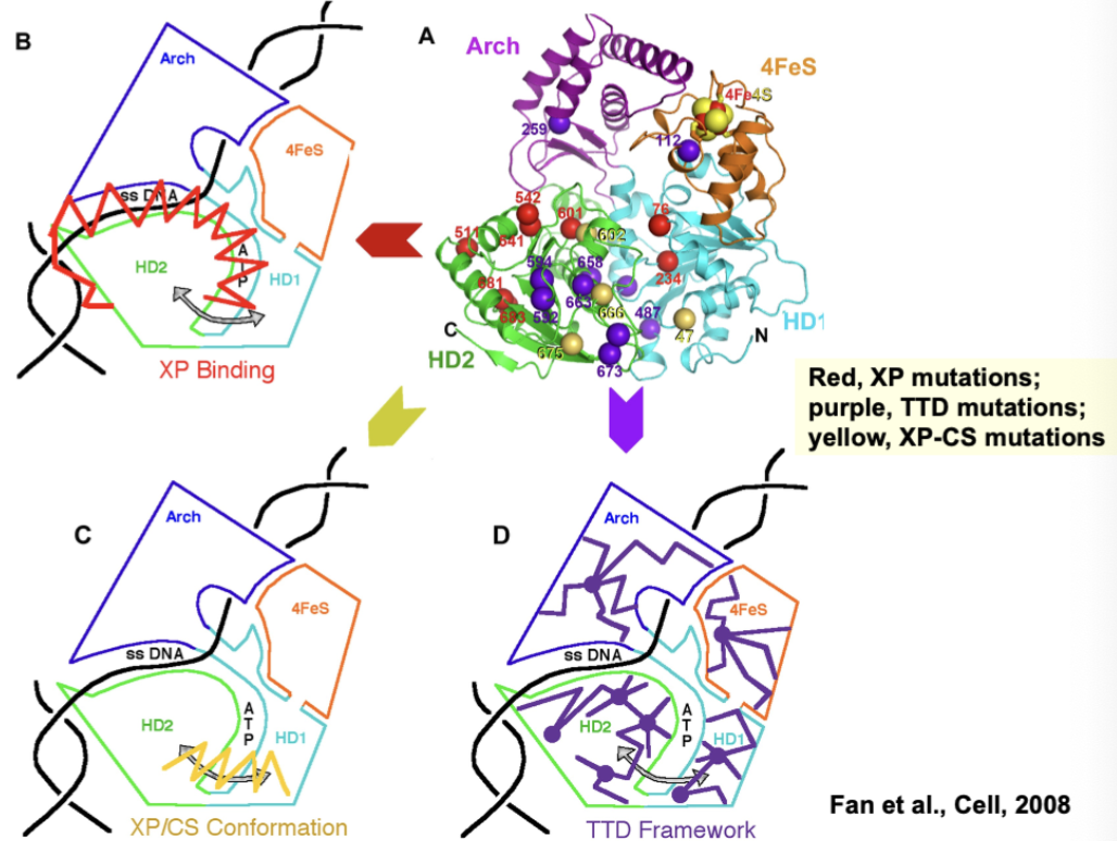 <p>How does each X-ray crystallography mapping common mutations for each syndrome suggest differences in phenotype?</p>