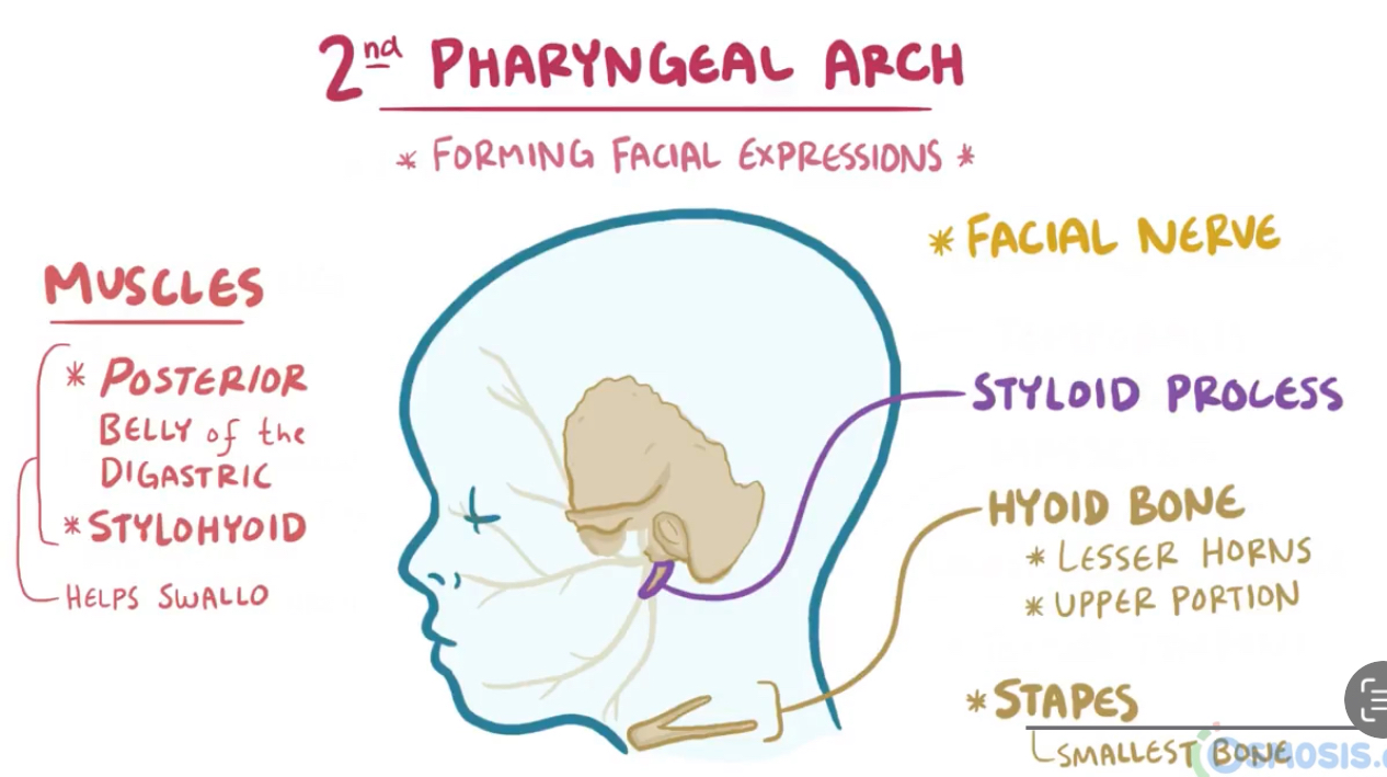 <ul><li><p>Hyoid (upper portion + lesser horns) </p></li><li><p>Stapes + stapedius</p></li><li><p>Posterior belly of digastric</p></li><li><p>Stylohyoid</p></li></ul><p>Innervated by facial nerve</p>