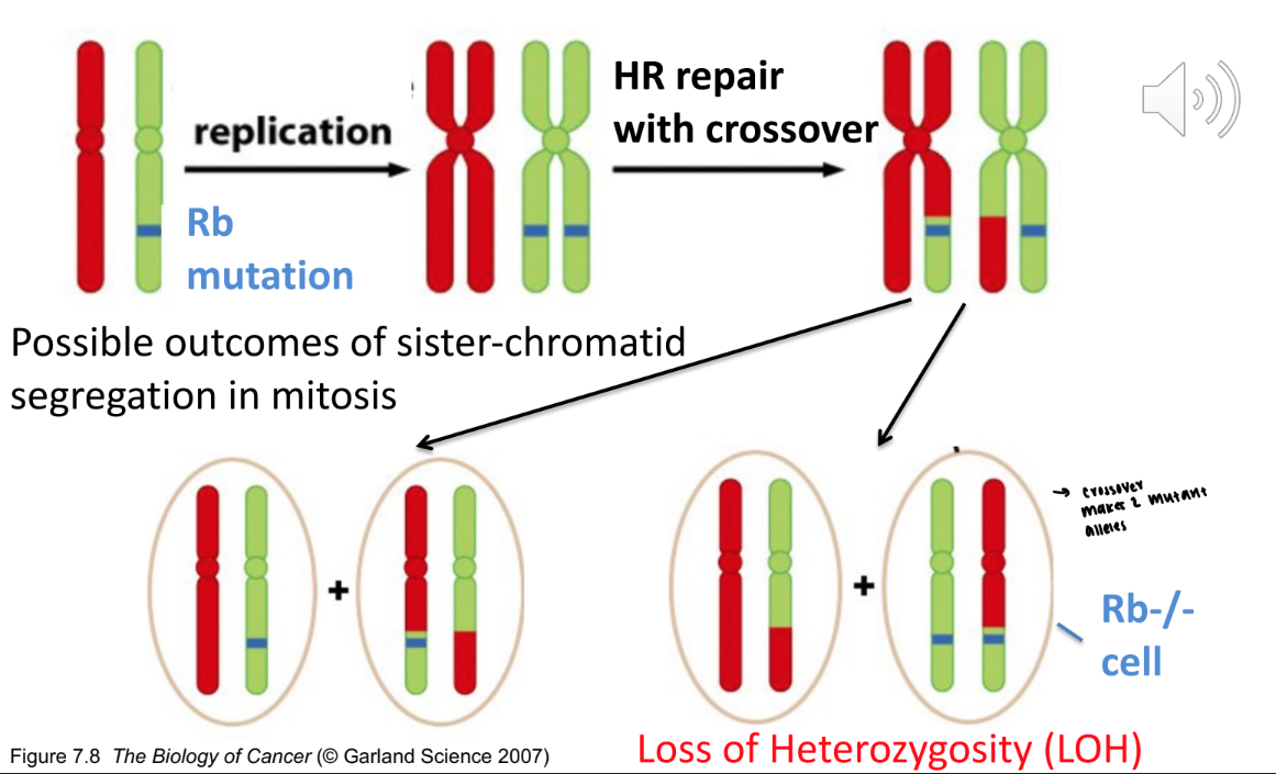 <p>no, it just means that there is a loss of allele frequency, even if you aren’t losing function protein </p><p>red: function </p><p>green: nonfunctional </p><p>both are still considered loss of heterozygosity </p><p></p>