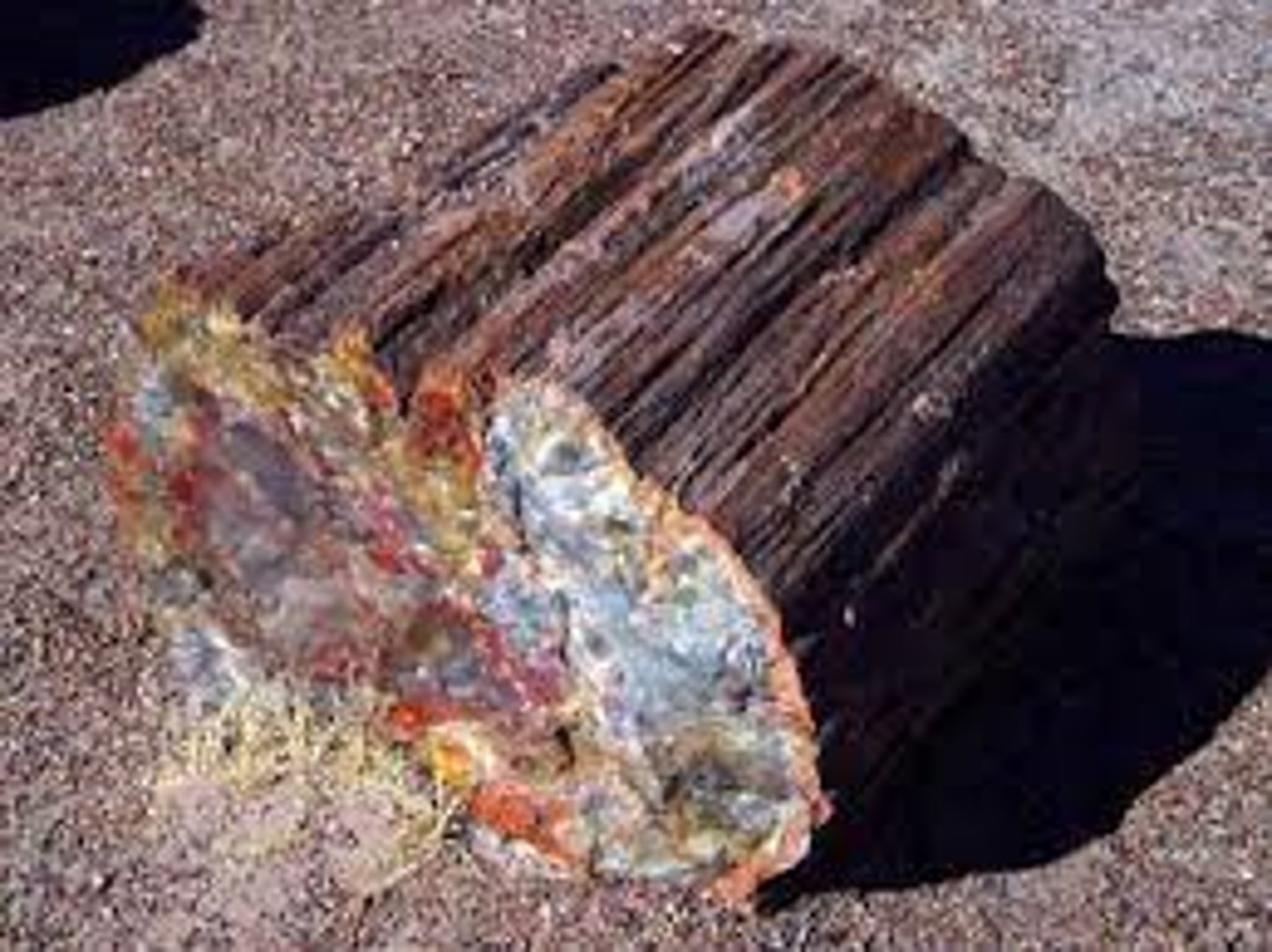 <p>fossilization process which occurs when once-living tissues are replaced by minerals, preserving the organism's structure<br><br>proceso de fosilización que tiene lugar cuando los tejidos que una vez estuvieron vivos son remplazados por minerales y conservan la estructura del organismo</p>