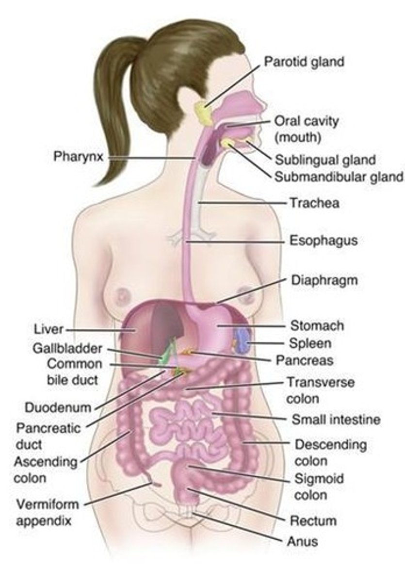 <p>Describe the structure and function of the gastrointestinal tract, explain the mechanical and chemical processes of digestion and absorption, describe pathophysiology and management of irritable bowel syndrome, discuss nursing management of intestinal obstruction, and use the nursing process for inflammatory bowel disease.</p>