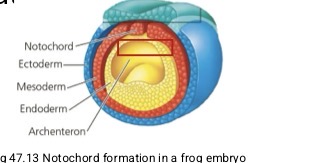 <ul><li><p>longitudinal flexible rod bw digestive tube and nerve cord Pharyngeal slits</p></li><li><p>Skeletal support </p></li><li><p>Forms during embryogenesis </p></li></ul><p></p>