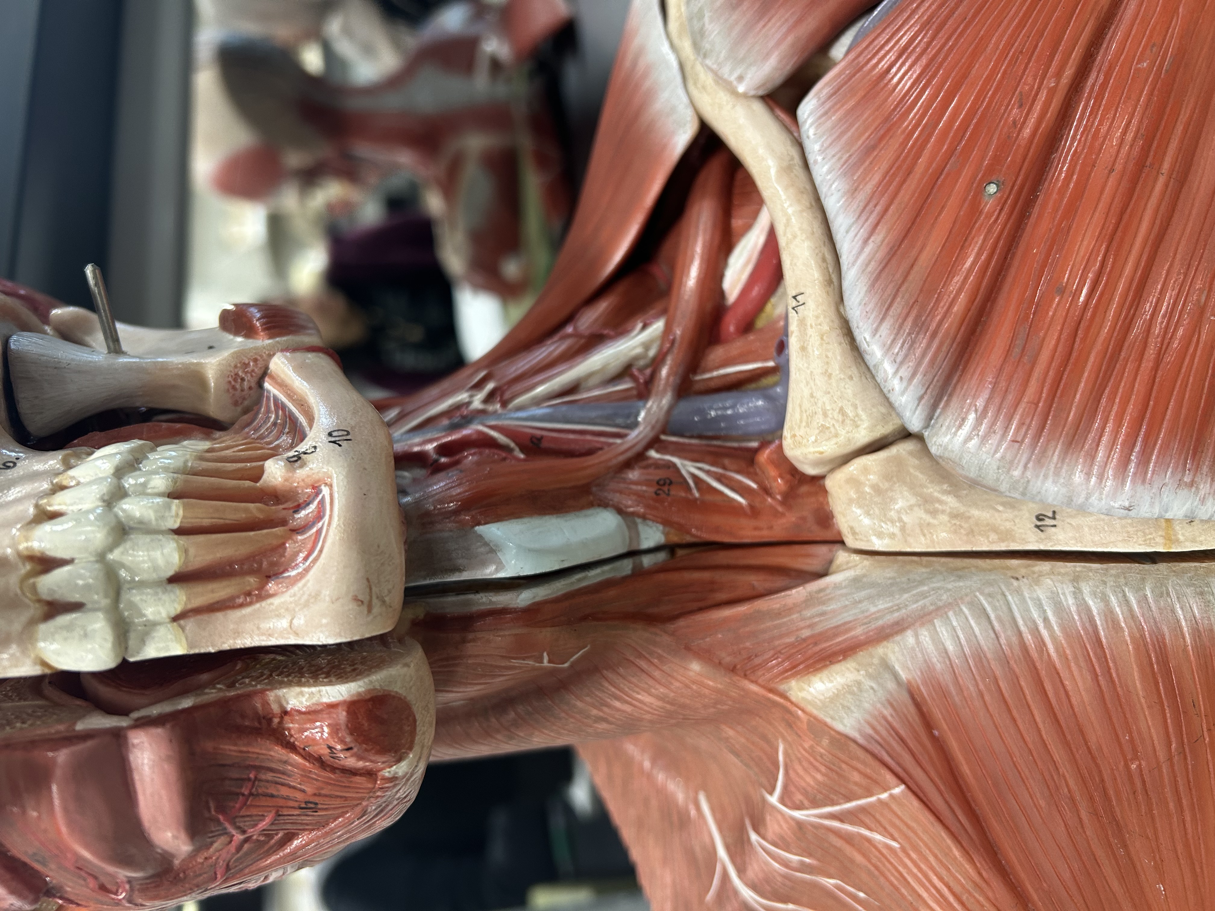 <p>What is muscle above 29? Long horizontal looking one</p>