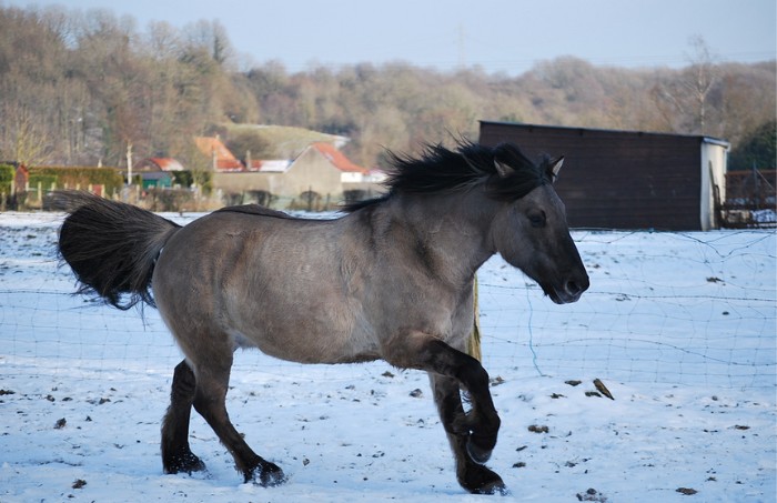 <p><span style="background-color: transparent;">A black horse with a dominant dun dilution.&nbsp;</span></p><p></p>