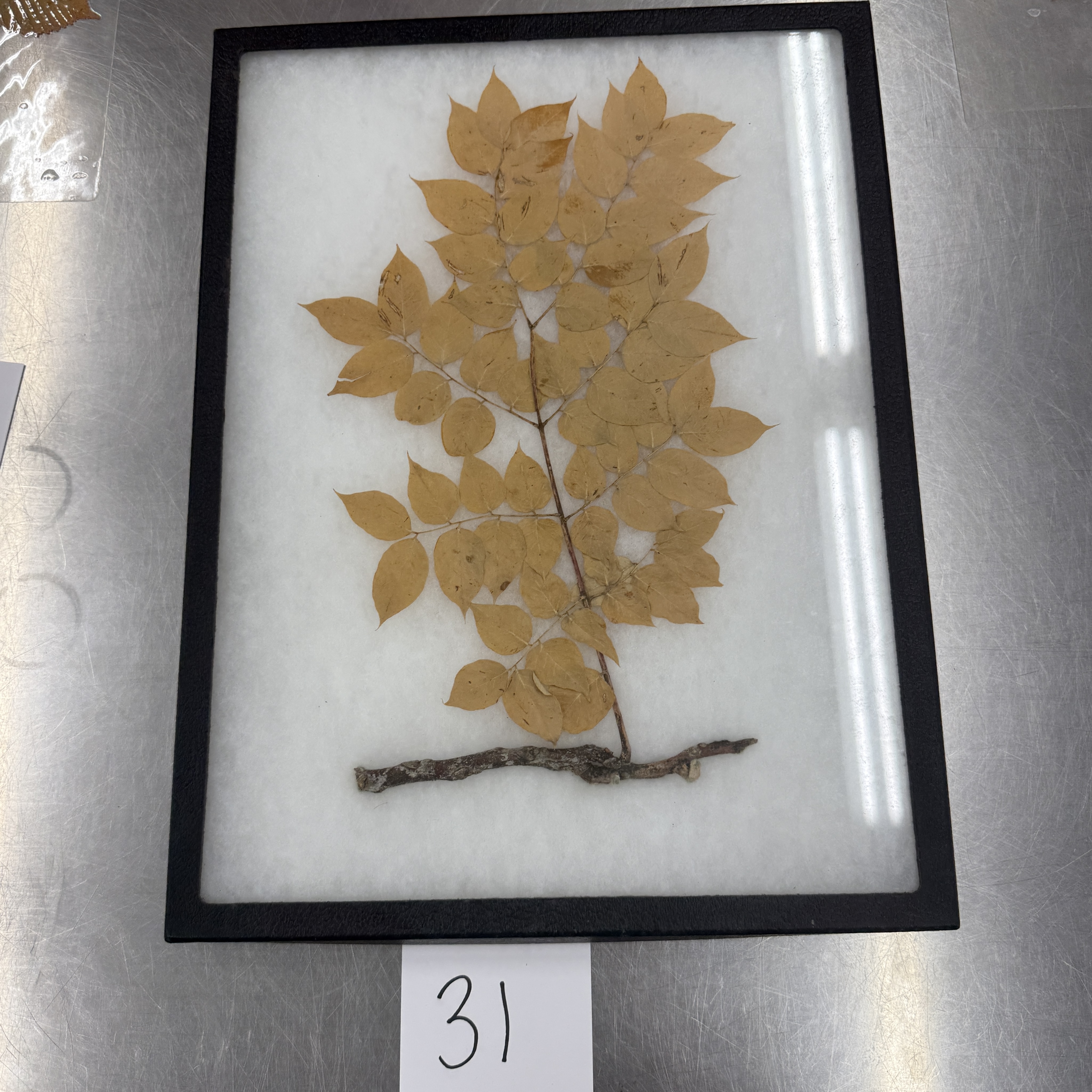 <p>Identify the shapes of the leaf specimen</p>