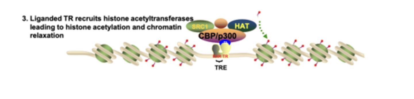 <p>SRC-1 and CBP/p300, which contain HAT activity, acetylating histones and opening chromatin</p>