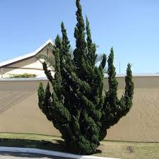 <p>Hollywood Juniper </p>