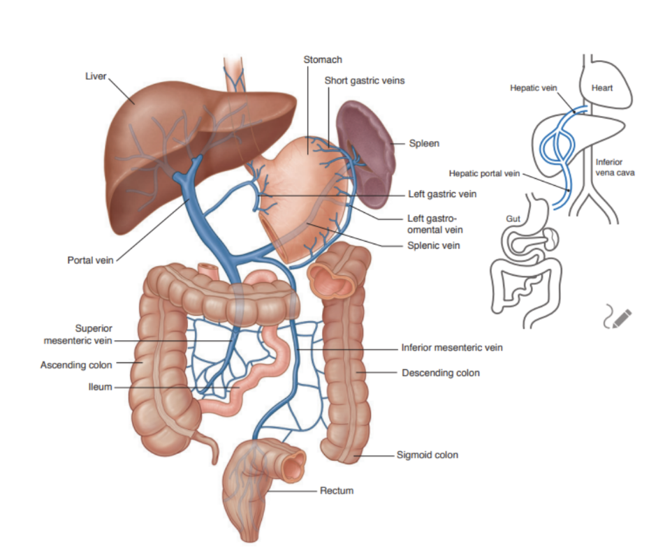 <ul><li><p>Final common pathway for venous blood transport from the spleen, pancreas, gallbladder, &amp; abdominal part of GI tract </p></li><li><p>Formed by union of splenic &amp; superior mesenteric vein, posterior to the neck of the pancreas at level L2 </p></li><li><p>Ascending towards the liver, it passes posterior to superior part of duodenum to enter right margin of lesser omentum </p></li><li><p>As it passes through this part of lesser mentum, it is anterior to the omental foramen, &amp; posterior to the bile duct (slightly on the right) and the hepatic artery proper (slightly on its left) </p></li><li><p>On approaching the liver, it divides into right &amp; left branches that enter the liver parenchyma </p></li><li><p>Tributaries —</p><ul><li><p>Right &amp; left gastric veins </p><ul><li><p>Draining lesser stomach curvature &amp; abdominal esophagus</p></li></ul></li><li><p>Cystic veins (from gallbladder)</p></li><li><p>Para-umbilical veins </p><ul><li><p>Associated with obliterated umbilical vein &amp; connect to veins on anterior abdominal wall </p></li></ul></li></ul></li></ul>