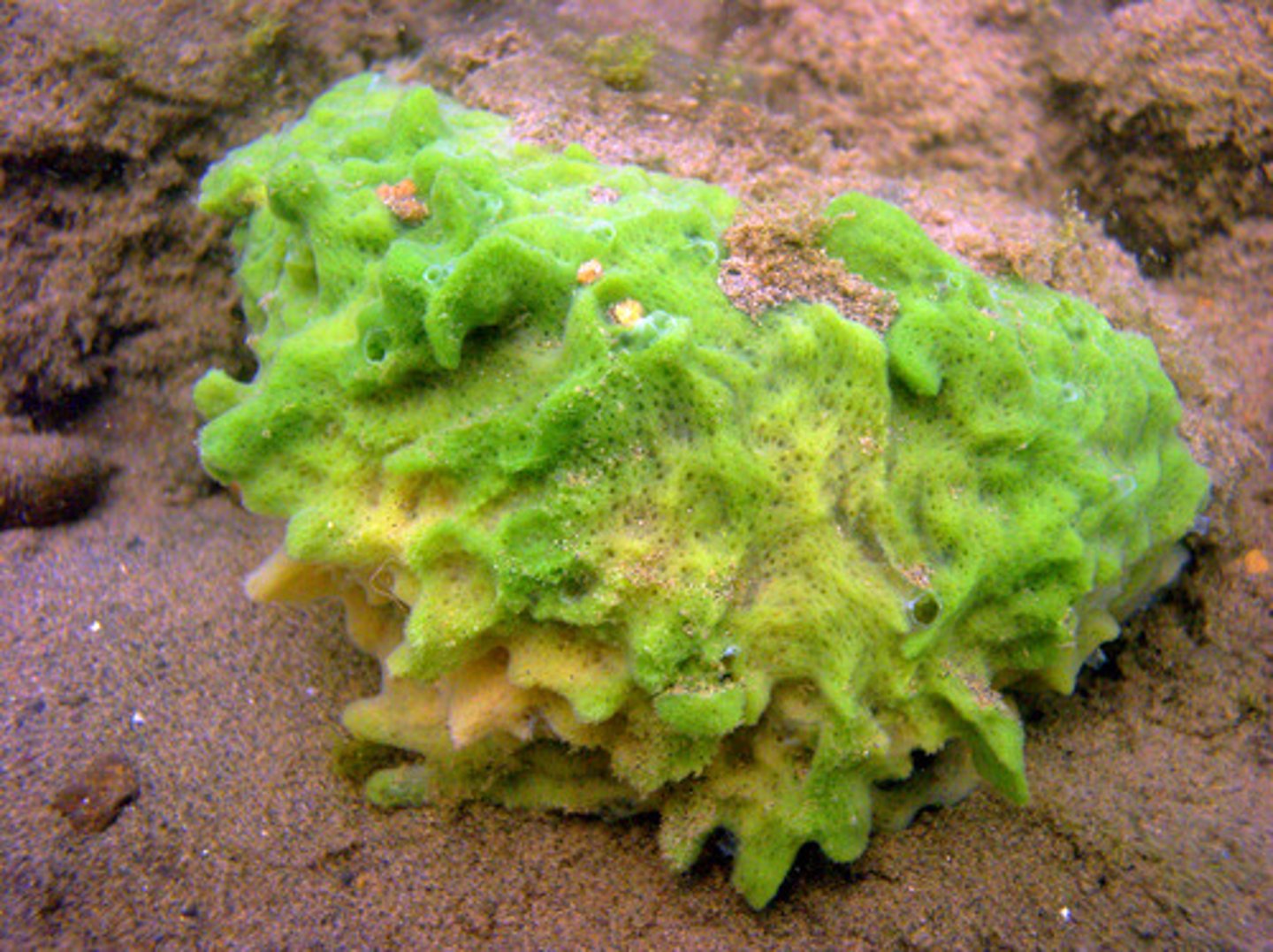 <p>Freshwater Sponge</p>