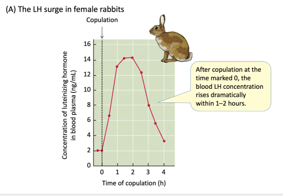 <ul><li><p><span style="background-color: transparent;"><span>The Stimulus: Female rabbits show estrus-like behaviors and will allow copulation. The physical act of copulation is the critical trigger.</span></span></p></li><li><p><span style="background-color: transparent;"><span>The Neuroendocrine Pathway:</span></span></p><ol><li><p><span style="background-color: transparent;"><span>Sensory Activation: Copulation stimulates sensory neurons in the cervix and vagina.</span></span></p></li><li><p><span style="background-color: transparent;"><span>Signal to Brain: These neurons send impulses to the brainstem, which then stimulates the hypothalamus via norepinephrine.</span></span></p></li><li><p><span style="background-color: transparent;"><span>GnRH Release: The hypothalamus releases Gonadotropin-Releasing Hormone (GnRH).</span></span></p></li><li><p><span style="background-color: transparent;"><span>LH Surge: GnRH travels to the anterior pituitary, causing a massive, rapid release of Luteinizing Hormone (LH).</span></span></p></li><li><p><span style="background-color: transparent;"><span>Ovulation: The LH surge travels in the blood to the ovaries and triggers ovulation within hours.</span></span></p></li></ol></li><li><p><span style="background-color: transparent;"><span>Biological Significance: This mechanism ensures that ovulation and fertilization are perfectly synchronized. It prevents the "waste" of ovulating an egg if no male is present. In species like cats, this also allows a single litter to be fathered by multiple males.</span></span></p></li></ul><p></p>