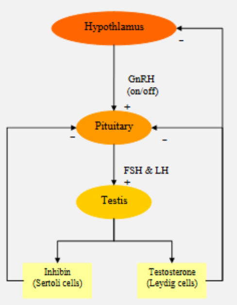 <ol><li><p>hypothalamus secretes GnRH</p></li><li><p>stimulates pituitary to produce FSH and LH</p></li><li><p>stimulates testis to produce inhibin and testerosterone:</p><ol><li><p>inhibin inhibits pituitary secreting FSH and LH</p></li><li><p>testosterone inhibits hypothalamus and pituitary</p></li></ol></li></ol><p></p>