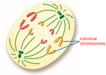 <p>Chromosomes move toward oppisite poles</p>