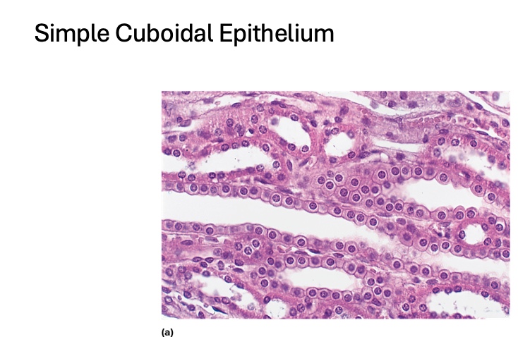 <p>location of simple cuboidal epithelium</p>