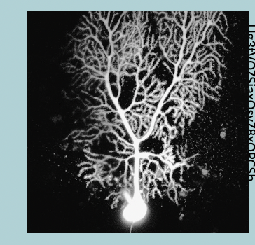 <p>Purkinje cell:</p><ul><li><p>Extremely branched DENDRITES that form a FAN shape </p></li><li><p>Carried information from the CEREBELLUM to the rest of the BRAIN and SPINAL CORD</p></li></ul><p></p>