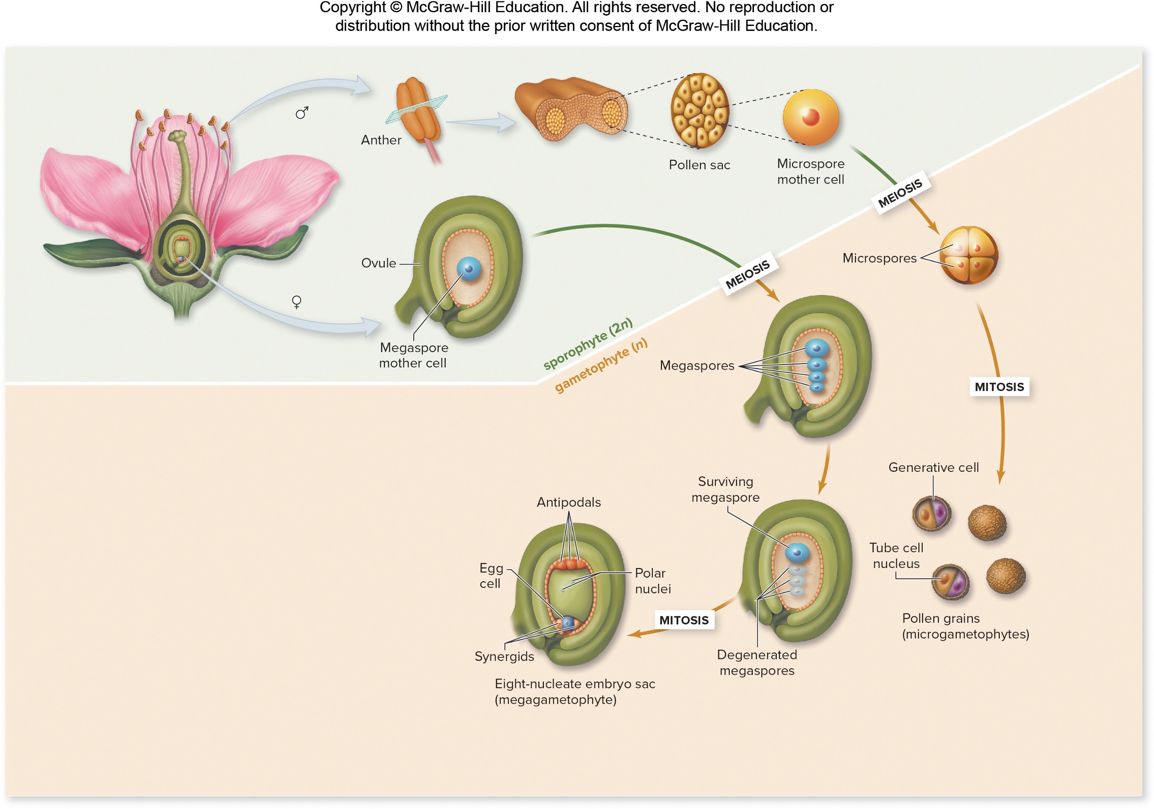 <p>Angiosperm pollen development</p><p>(IMPORTANT)</p><p>anther contains pollen sack holding multiple microspore mother cells → 3x meiosis → 4 microspore pollen grains→ each one undergoes mitosis → now each pollen grain contains a generative cell + tube cell</p><p></p><p>say yes</p>