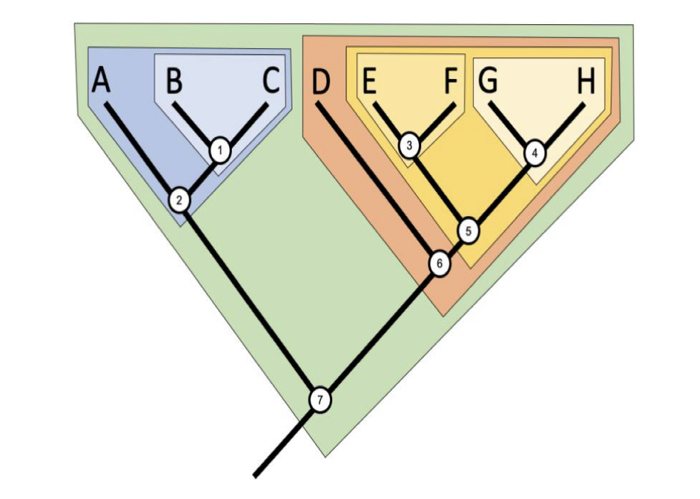 <p>Which number represents the most recent common ancestor of D, E, or F?</p><p>a. 7</p><p>b. 5</p><p>c. 6</p><p>d. none, it is not a clade</p>