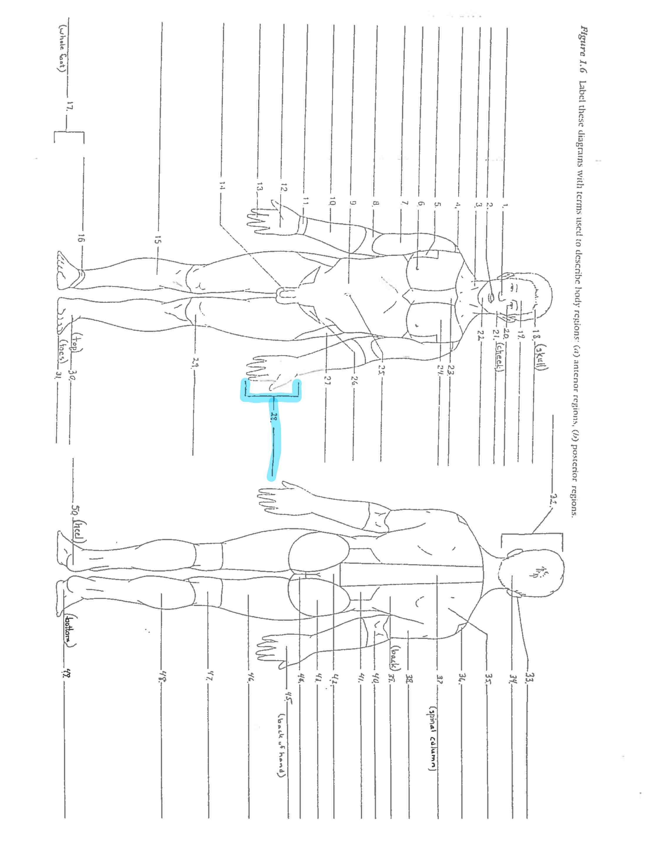 <p>Line 28 </p>