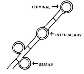 <p><em>based on location in relation to Hyphae</em></p><p>Terminal = tip</p><p>Intercalary = inside</p><p>Sessile = on the side</p><p></p>