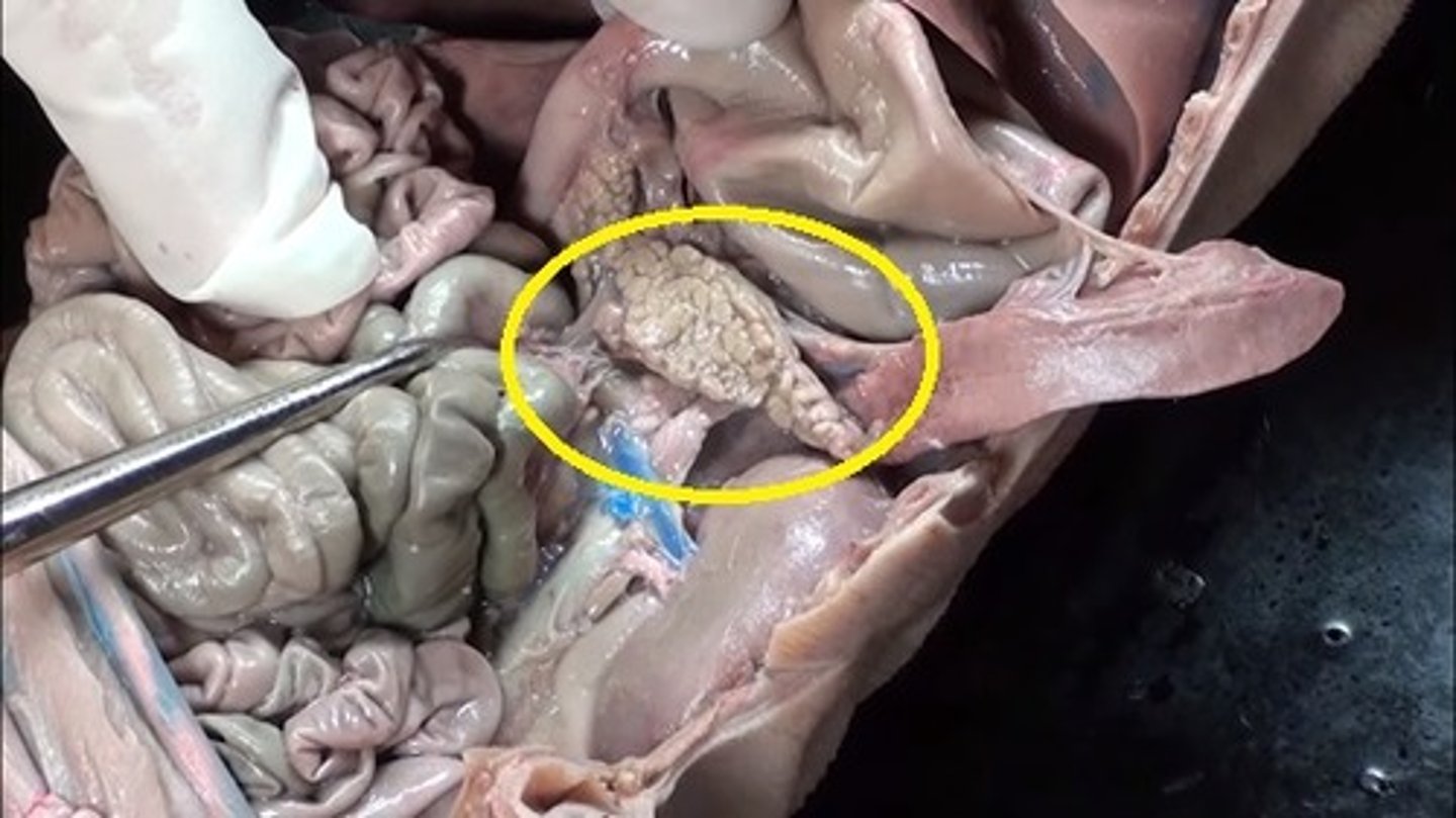 <p>What system does the Pancreas belong to?</p>