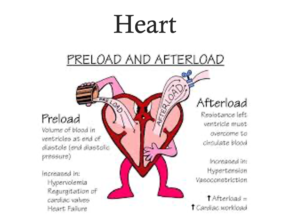 <ul><li><p><strong>Preload</strong></p><ul><li><p>End-diastolic pressure: the amount of <strong><em><u>stretch</u></em></strong> on the ventricle wall at the end of diastole (ventricle filling) BEFORE VENTRICLE CONTRACT</p><ul><li><p>Frank Starling Mechanism = the greater the stretch on myocardium, the stronger the contraction (like a rubber band)</p></li><li><p>Increased by having more fluid</p><ul><li><p>Increase fluid volume (IV)</p></li><li><p>Increase venous return through vasoconstriction (blood coming back to heart) - SNS and RAAS system</p></li></ul></li><li><p>Decrease…</p><ul><li><p>Vasodilation (not as much blood back to heart)</p></li><li><p>Bad = too much fluid in interstitial space, less blood in blood vessels</p></li><li><p>Diuretics that eliminate excess fluid volume </p></li></ul></li></ul></li><li><p>Hypervolemia would increase</p></li><li><p>Frank-Starling Mechanism - the greater the stretch, the stronger the recoil</p></li></ul></li><li><p><strong>Afterload&nbsp;</strong></p><ul><li><p>Work (or force) required of LV to move (eject) blood into the aorta</p><ul><li><p>Higher pressure in aorta the heart has to overcome= higher the afterload</p><ul><li><p>Blowing up a ballon (think resistance)</p></li><li><p>Increased = vasoconstriction, hypertension</p></li><li><p>Decreased = vasodilation</p></li></ul></li><li><p>Increases ventricular wall tension, over time can eject blood (and impact ejection fraction) &nbsp;</p></li></ul></li></ul></li><li><p>Shock = drop in blood volume = less blood to heart (preload decreases) = blood pressure drops (afterload decreases)&nbsp;</p></li><li><p>Volume overload (hypervolemic) = preload increases (more blood volume to heart) = afterload increases = increases blood pressure</p></li><li><p>Decreasing work of heart (MI) = nitroglycerin = dilates blood vessels = decreases BP = decreases afterload and preload</p></li><li><p>Heart failure = ventricles hold more blood = preload increases = heart works harder to move more fluid</p></li></ul><p></p>