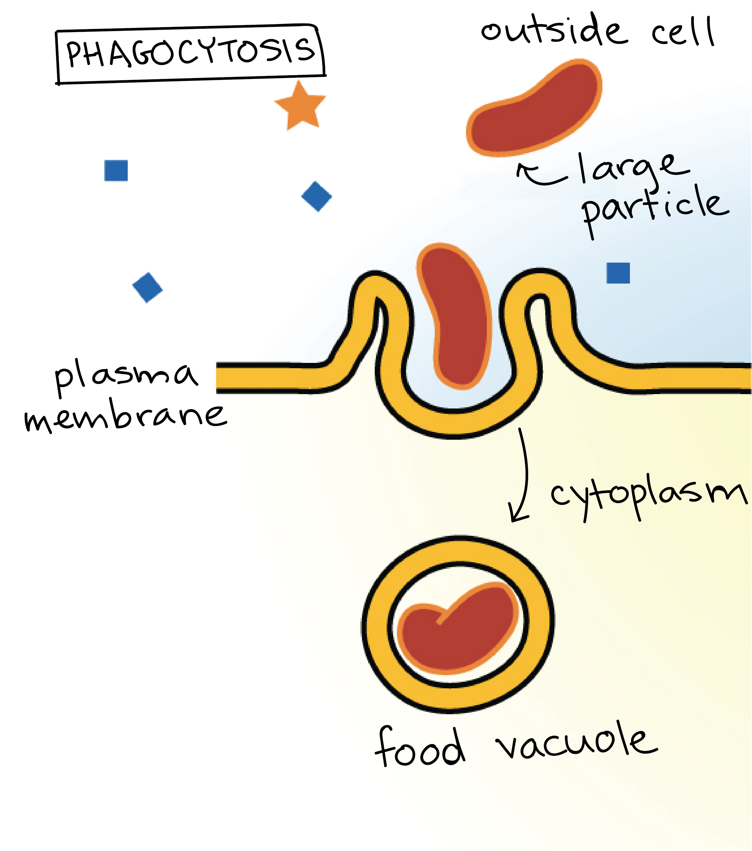 <p>1) The membrane extends ‘ arms ‘ ( pseudopadia ) around the particle / pathogen which it wants to dissolve. </p><p></p><p>2) Once the membrane  has fully engulfed the particle, it buds off creating a vesicle inside the cell. </p><p></p><p>3) The vesicle will usually fuses with lysosomes, and its; content will be dissolve / digested. </p>