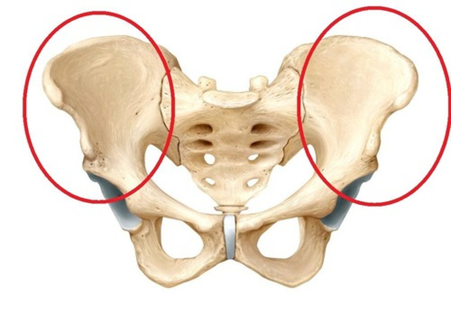 <p>expansive spread part of fan-shaped region</p>
